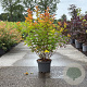 Physocarpus opulif. Magic Ball 80-100 cm 10L