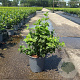Philadelphus Pearls of Perfume 50-60 cm 6,5L