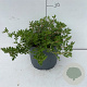Potentilla f. 'Abbotswood' 20-30 cm 3,5L