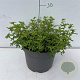 Potentilla fruticosa 'Pink Queen' 25-30 cm 3,5L