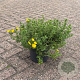 Potentilla f. 'Tangerine' 25-30 cm 3,5L