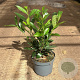 Prunus l. 'Caucasica' 40-50 cm 3,5L