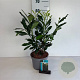 Prunus l. Elly 40-50 cm 3,5L