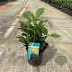 Prunus l. Etna 25-30 cm 2,5L