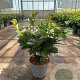 Prunus l. Etna 50-60 cm 5,0L