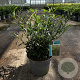 Prunus l. Filigrow Sofia 40-50 cm 5,0L