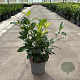Prunus lusitanica 'Genolia 50-60 cm 3,5L