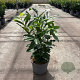 Prunus lusitanica 'Genolia 50-60 cm 5,0L