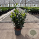 Prunus l. 'Herbergii' 50-60 cm 5,0L