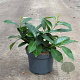 Prunus l. 'Mount Vernon' 20-30 cm 3,5L