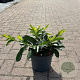 Prunus l. 'Mount Vernon' 30-40 cm 5,0L