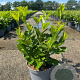 Prunus I. 'Rotundifolia' 50-60 cm 5,0L