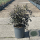Sambucus nigra Black Lace 50-60 cm 6,5L