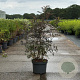 Sambucus nigra Black Lace 80-100 cm 10L