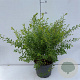 Spiraea arguta 40-50 cm 3,5L