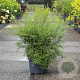 Spiraea arguta 60-80 cm 10L