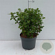 Spiraea betulifolia 'Tor' 20-30 cm 3,5L