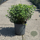 Spiraea betulifolia 'Tor' 30-40 cm 6,5L