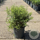 Spiraea cinerea 'Grefsheim' 50-60 cm 6,5L