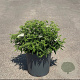 Spiraea jap. 'Albiflora' 30-40 cm 6,5L