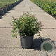 Spiraea jap. 'Anthony Waterer' 30-40 cm 6,5L