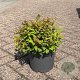 Spiraea jap. 'Goldflame' 20-30 cm 3,5L