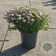 Spiraea jap. 'Little Princess' 30-40 cm 6,5L