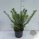 Spiraea nipp. 'Snowmound' 30-40 cm 3,5L