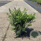 Spiraea nipp. 'Snowmound' 40-50 cm 6,5L