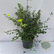 Spiraea vanhouttei 40-50 cm 3,5L