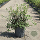 Spiraea vanhouttei 50-60 cm 6,5L