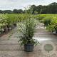Spiraea vanhouttei 80-100 cm 10L