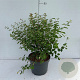 Symphoricarpos d. 'Mother of Pearl' 40-50 cm 3,5L
