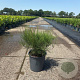 Tamarix tetrandra 50-60 cm 6,5L