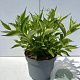 Weigela 'Candida' 40-50 cm 3,5L