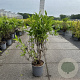 Weigela 'Candida' 60-80 cm 6,5L