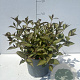 Weigela florida 'Foliis Purpureis' 30-40 cm 3,5L