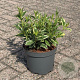 Weigela 'Nana Variegata' 30-40 cm 3,5L