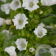 Pulmonaria off. 'Sissinghurst White GM P9