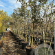 Fraxinus excelsior 300-350 cm cont. 95L