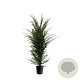 Taxus baccata 125-150 cm 15L