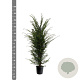Taxus baccata 125-150 cm 15L