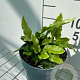Asplenium scolopendrium GM 2,0L