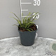 Asplenium trichomanes GM 2,0L