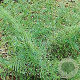 Dryopteris f.-m. 'Lin. Polydactyla' GM P9