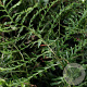 Dryopteris f.-m. 'Lin. Polydactyla' GM P9