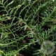 Dryopteris f.-m. 'Lin. Polydactyla' GM P9