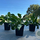 Eryngium planum GM P9