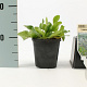Eryngium planum GM P9