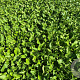 Eryngium planum GM P9